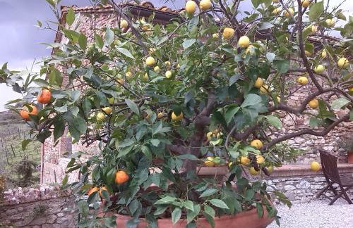 Agriturismo Villa Buoninsegna - Foto 9