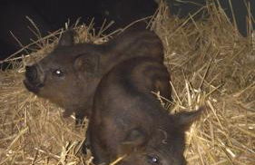 Shepherds Hut with Hot Tub - Foto 23
