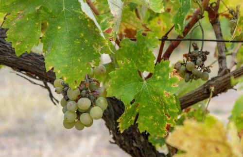 Casa das Indrineiras - Foto 32