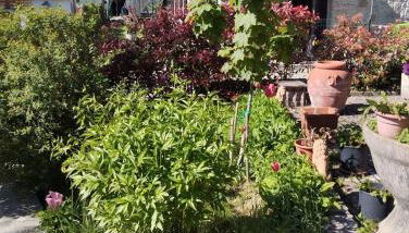 La gazza allegra - Foto 2, Garden, Garden view