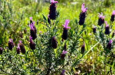 Casa da Curva - Foto 53