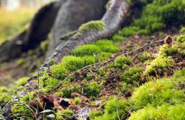 No 19 in the Black Forest - Foto 37