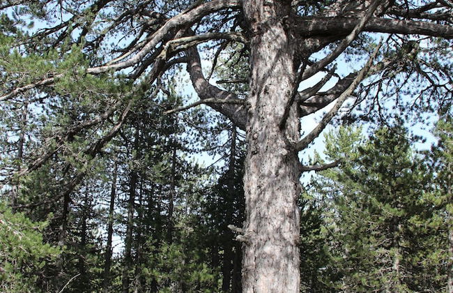 Tzionis Petroktisto Holiday Stonehouse - Photo 40