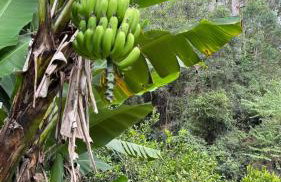 Chalé da Cachoeira - Cachoeira particular dentro da hospedagem - Foto 78