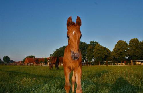 Landhaus am Esch - Foto 24
