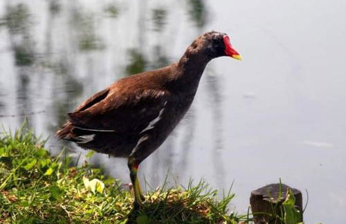 La Charmille du Lac - Foto 38