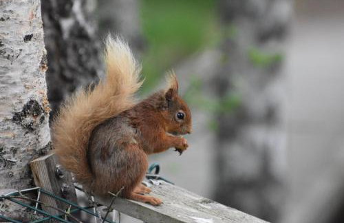 Bynack Lodge - Foto 37