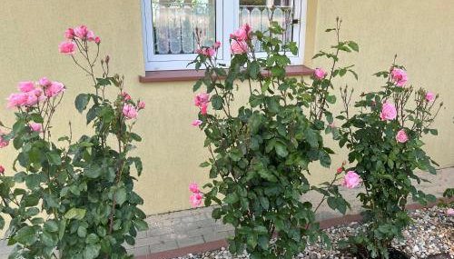 A&R Rewa Apartament - Foto 5, Garden, Garden view