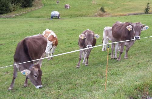 Allgäuer Paradieswinkel - Foto 19