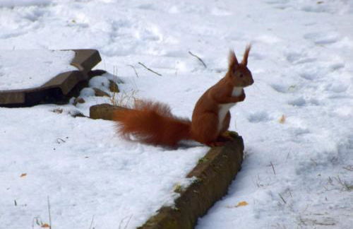 Ferienwohnung am Wald - Foto 21