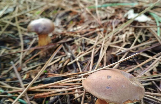 Casa de Verdes - In Cabana de Bergantinos - Photo 67