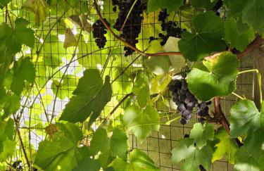 FeWo Gabriella - Foto 10