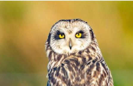 Owlswood Lodge - Photo 73