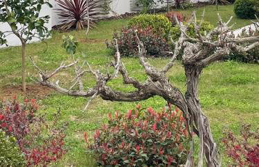 Villa Centenary Goose - Foto 9