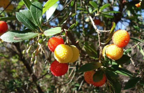 Casa Branca - Foto 23