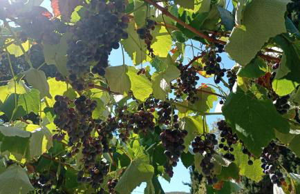 Alloggio La Perla, quiete ed eleganza con vista - Foto 37