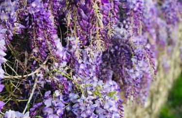 La Residenza dei Piaceri Perduti- Le Volte - Foto 54