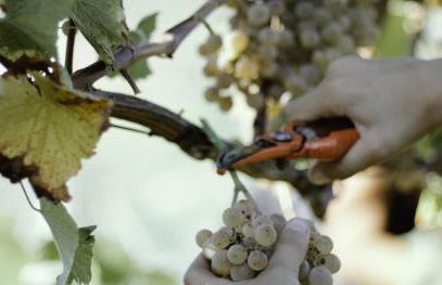 Quinta de Lourosa - Foto 61