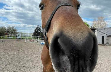 Stajnia Tarnowo Pałuckie - Foto 18