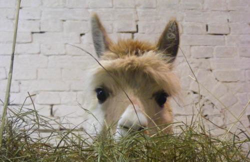 Alpaka-Lodge - Photo 49