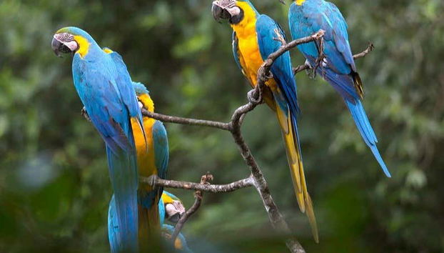 Aras sur des branches d'arbre