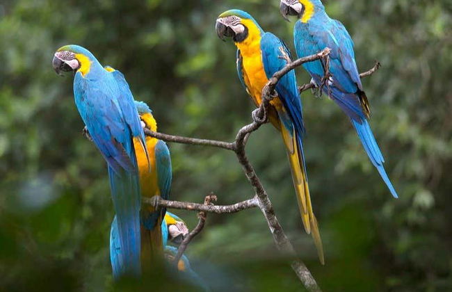 Chuncho Collpa Tour 2/3 Day Tour - Foto 2