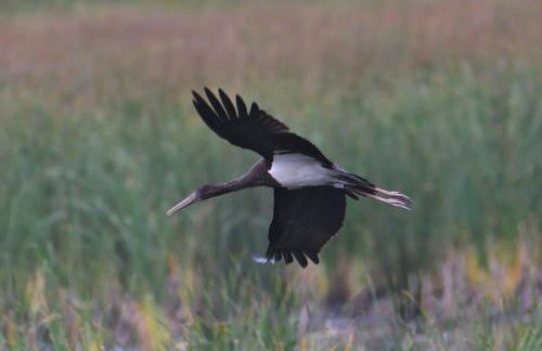 Tiny House am Waldrand - Foto 35