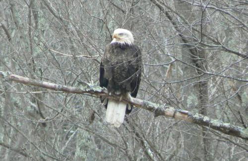 Catskill Mountain Retreat - Foto 7