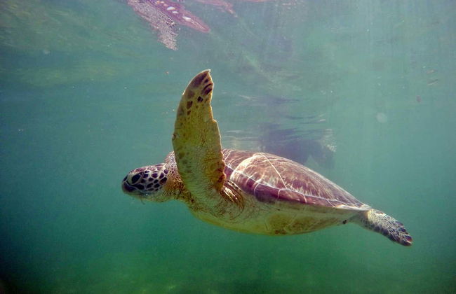 Sea Turtle Snorkeling Experience - Foto 6