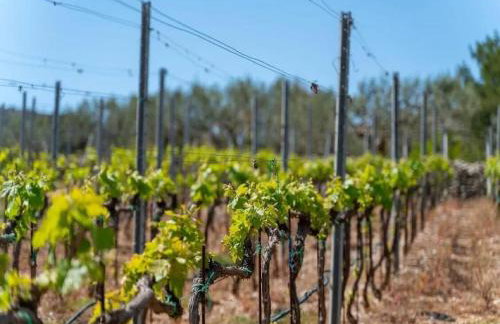 Villa Jelena - Five Bedroom Villa with Swimming pool - Foto 34