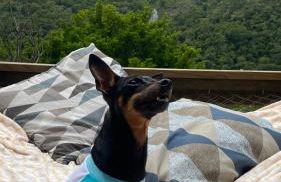 Buena Vista - Casa e suítes - Vistas deslumbrantes em Petrópolis - Foto 47