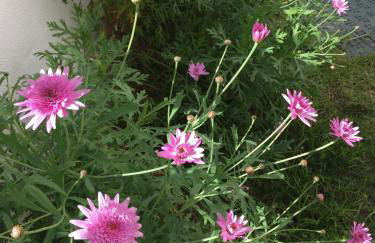 Apartamento Pé na Areia, Clube Nautilus, Porches - Foto 28