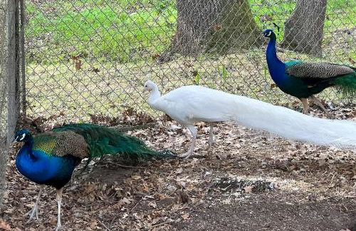 Pool, Peacocks and Views! Lavish Retreat in Gilroy - Foto 42