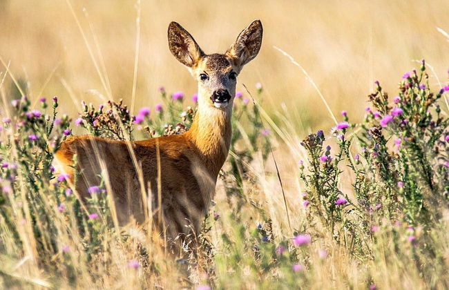 4 Person Holiday Home in Arboga-by Traum - Foto 21