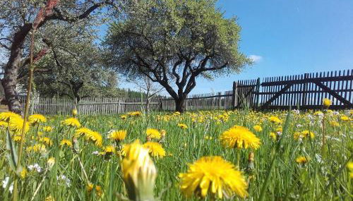Pension 'Am Vogelherd' - Foto 2