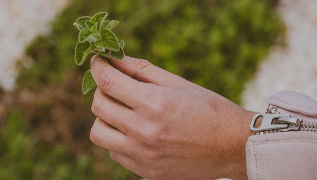 Una delle piante aromatiche del liquorificio