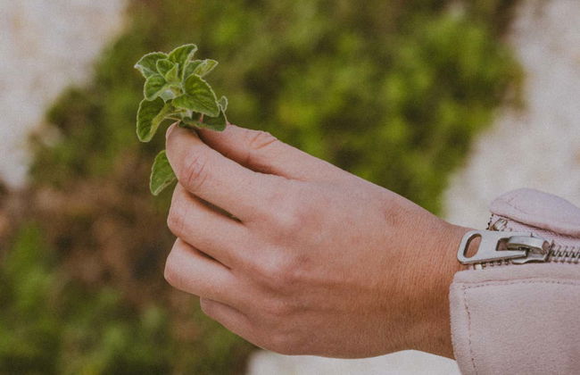 Visite de la distillerie Casa Nepeta - Photo 2
