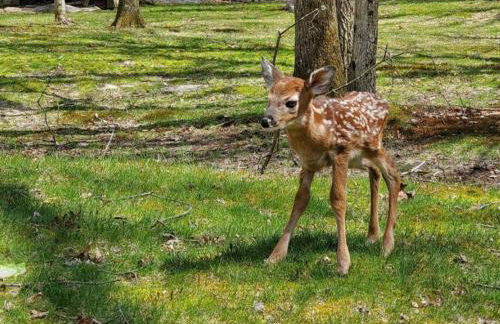 Spacious Home by Kalahari Waterpark, Camelback, Jim Thorpe, FREE EV and PRIVATE SAUNA - Foto 42