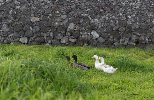 Casa do Galante - Photo 22