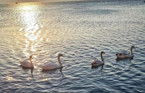 Gikas Apartments Triple Studio Sea View B6 - Foto 7