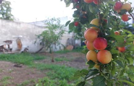 JONIA Appartamento vacanze vicino al mare con giardino - Foto 13