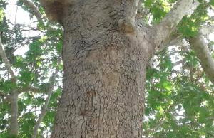 Traditional House in Velies - Foto 12