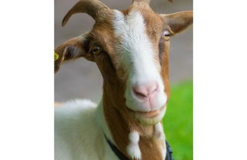 on the Willmann farm - Foto 34