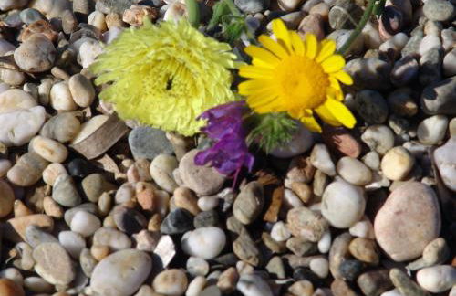 Corallo Vacanze - Foto 10