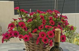 Holiday home "Olive tree", with pool - Best Host 2025 - Foto 15