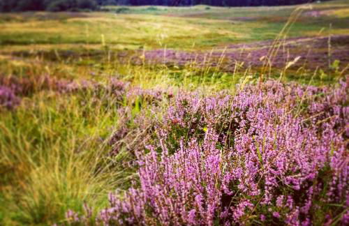 Baltinna East - by Where Stags Roar - Foto 25