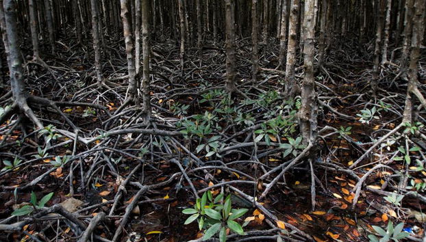Vam Sat Mangrovenwald-Tour ab Ho-Chi-Minh-Stadt - Foto 2