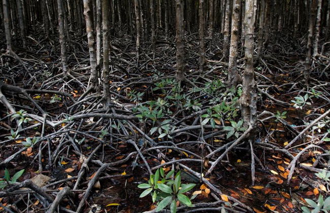 Vam Sat Mangrovenwald-Tour ab Ho-Chi-Minh-Stadt - Foto 2