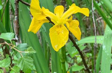 Kabin in the woods with Hot Tub - Foto 61