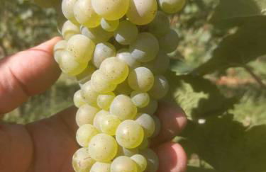 Agriturismo Fioralba - Photo 74